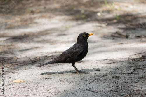 Blackbird with a yellow beak on the ground. Birds