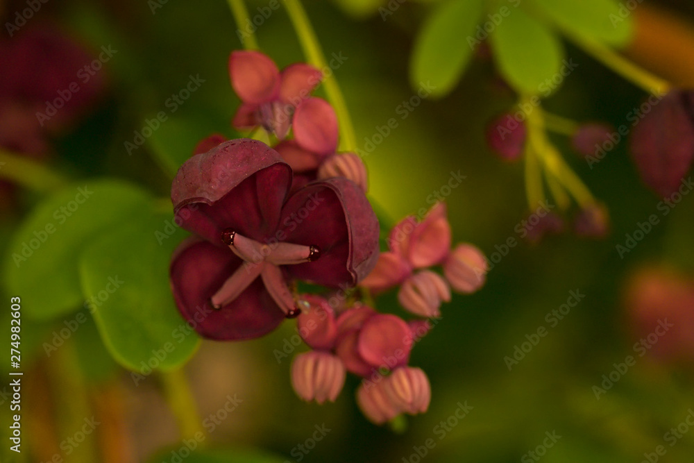 Violet flowers of a climbing Chocolate Vine also named Fiveleaf Akebia (Akebia quinata) Violet flowers of a climbing Chocolate Vine also named Fiveleaf Akebia (Akebia quinata)