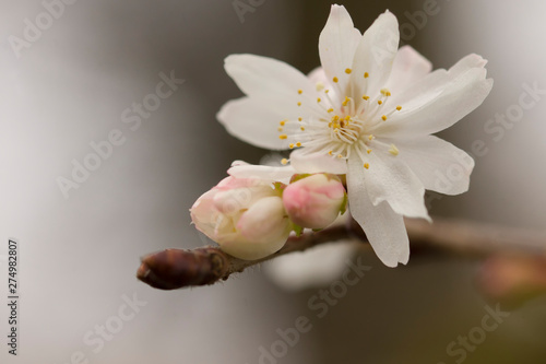 Close up view on Prunus Subhirtella autumnalis, Zurich Botanical Garden. photo