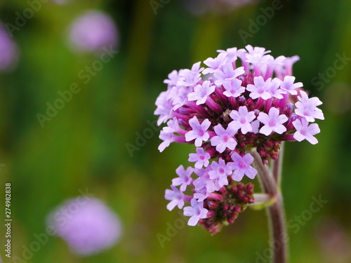Close up of a pale purple verbena bonariensis flower with others behind photo