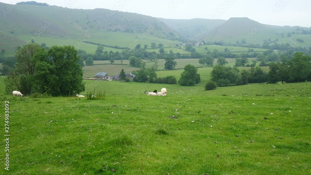 farming livestock - sheep grazing on grassland