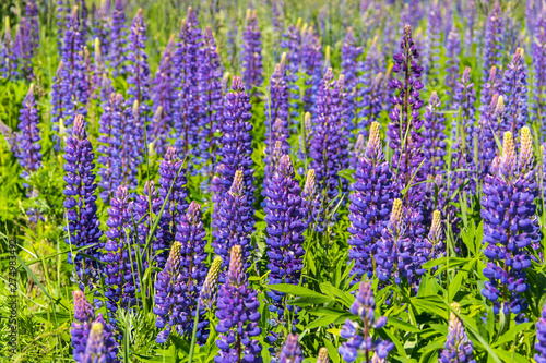 Lupinus  lupin  lupine field with pink purple and blue flowers.