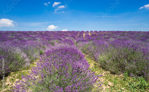 Lavender field in Piedmont