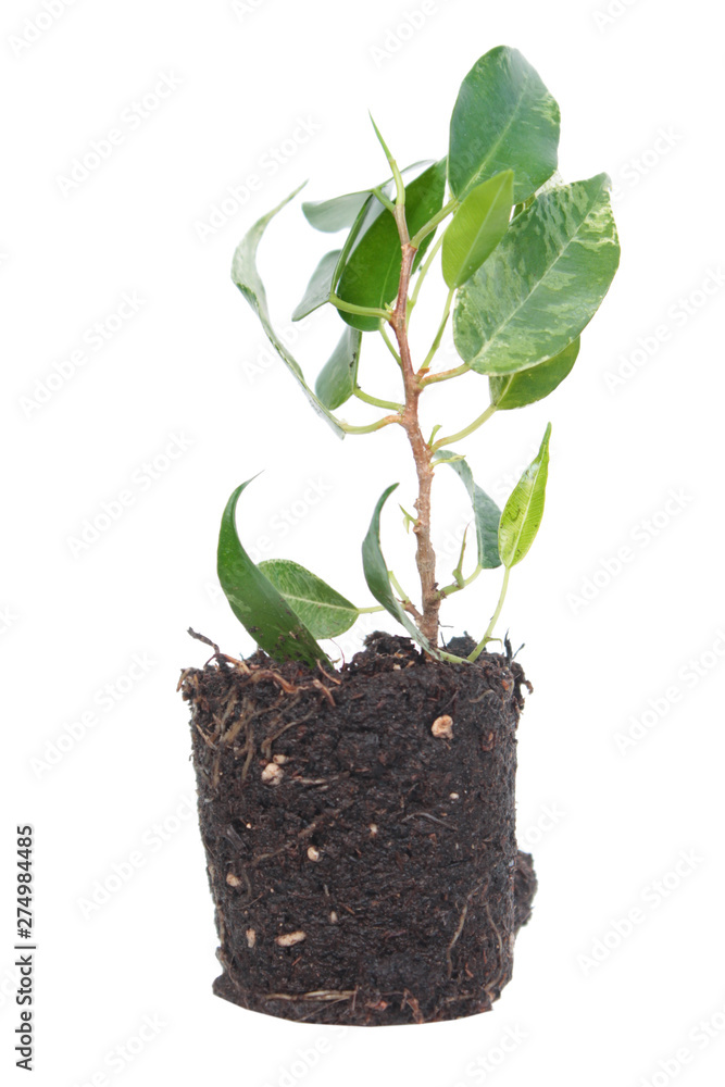 Ficus benjamina (Benjamin or Weeping fig) plant. Stalk with green foliage isolated on white background. Cultivar with variegated leaves