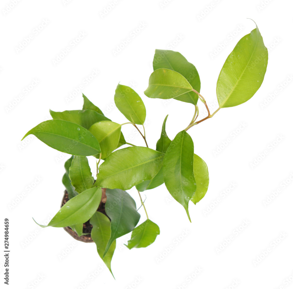 Ficus benjamina (Benjamin or Weeping fig) plant. Stalk with green foliage isolated on white background. Cultivar with light green leaves Ficus benjamina (Benjamin or Weeping fig) plant. Stalk with green foliage isolated on white background. Cultivar with light green leaves