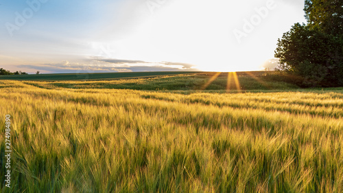 Field of wheat with sunset. Idyllic scene in Bad Friedrichshall, Germany. photo