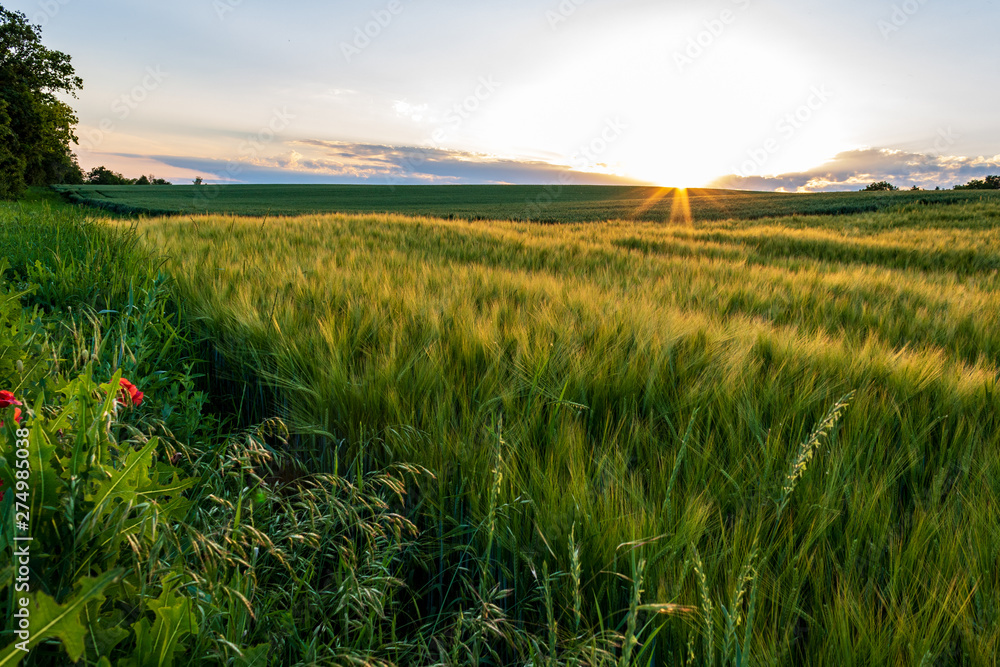 Sunset over the field in rural landscape. Tranquil scene in Bad Friedrichshall, Germany.