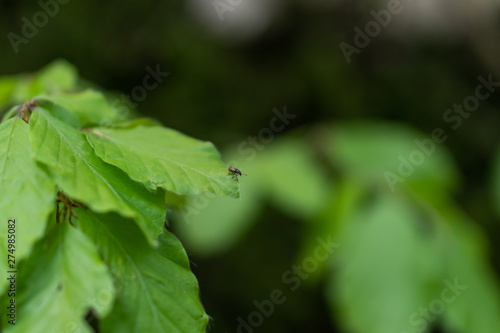 Parasite mite sitting on a green leaf. Danger of tick bite.