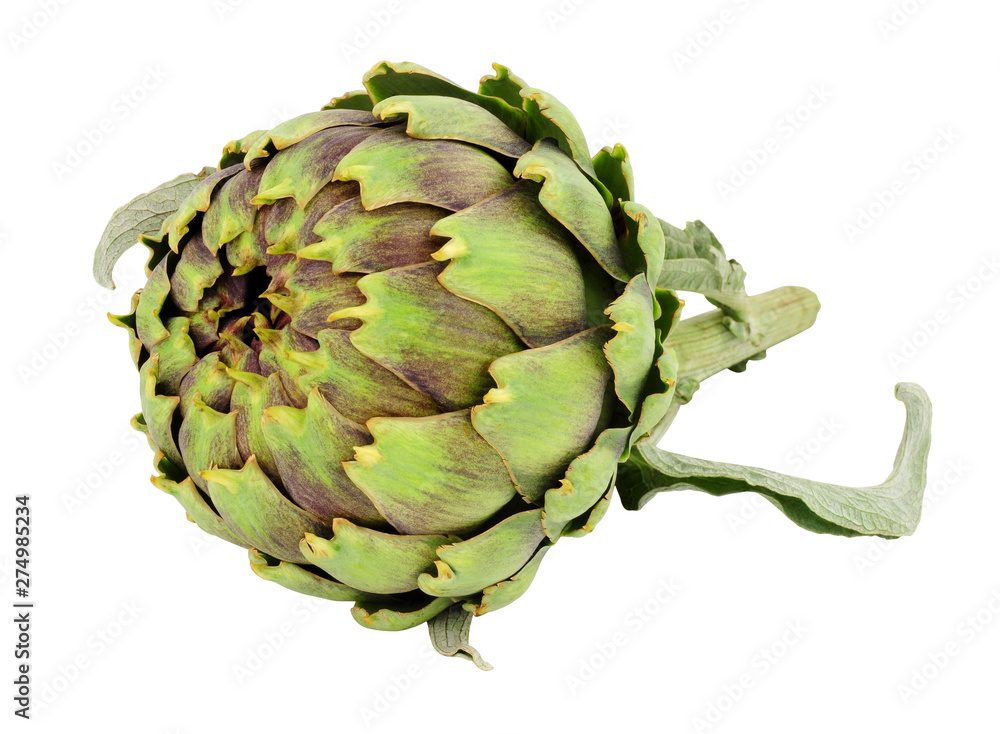 Obraz premium Fresh raw green globe artichoke flower bud isolated on a white background