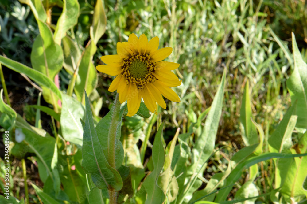 Yellow Balsam Root 04