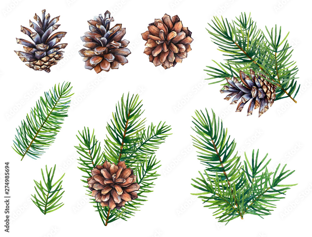 Collection of watercolor illustrations of the pine cones and fir tree ...