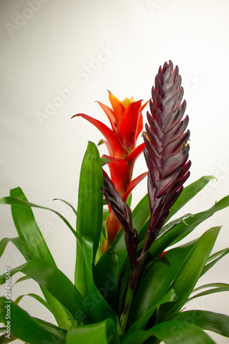 fleur tropical