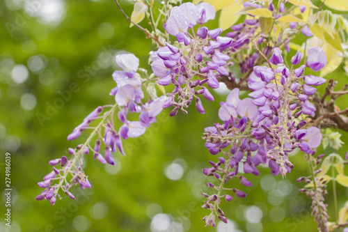 Beautiful Wisteria Sinensis, also called Chinese Wisteria