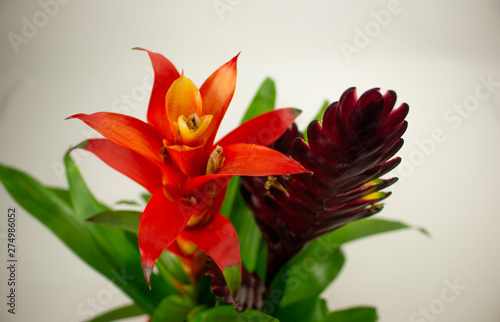 fleur tropical