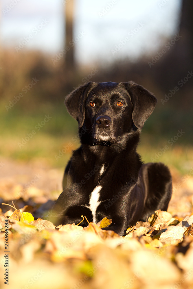 Hunde im Herbst