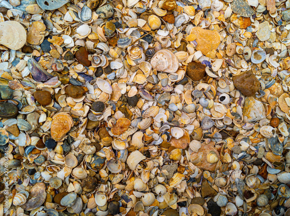 Close up ,over the top view ,of shells and pebbles on beach to form pattern and textured background in essex Close up ,over the top view ,of shells and pebbles on beach to form pattern and textured background in essex