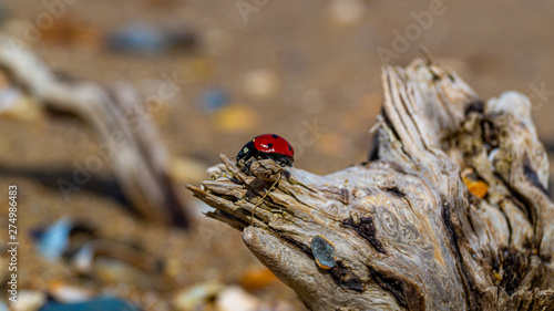 close up of ladybird on tree stump weathered on beach in essex