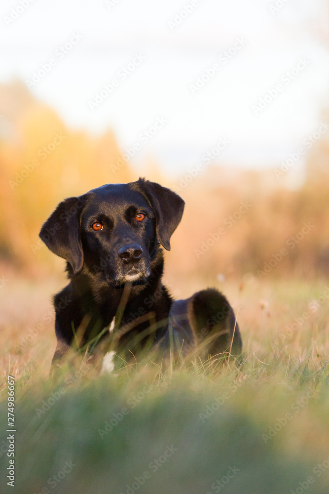 Hunde im Herbst Hunde im Herbst