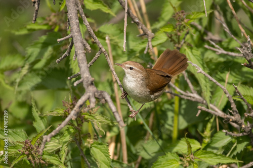 Tableau sur toile Stunning bird photo. Cetti's warbler / Cettia cetti
