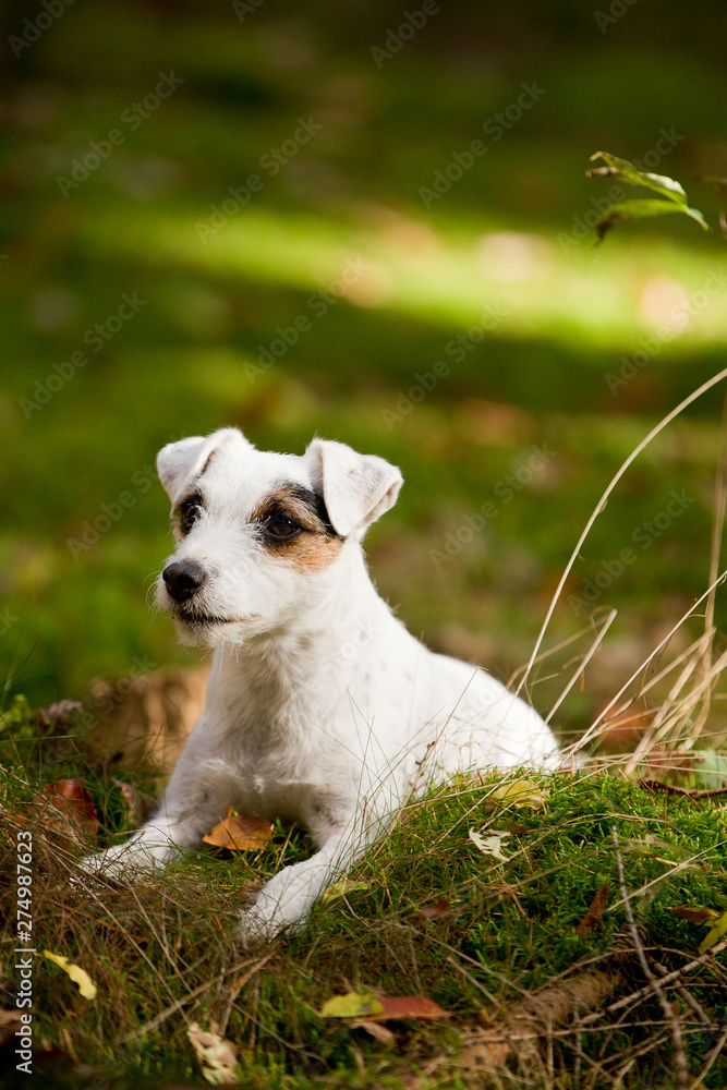 süßer kleiner Hund Parson Jack Russel Terrier im Herbst auf einem Baum mit Moos