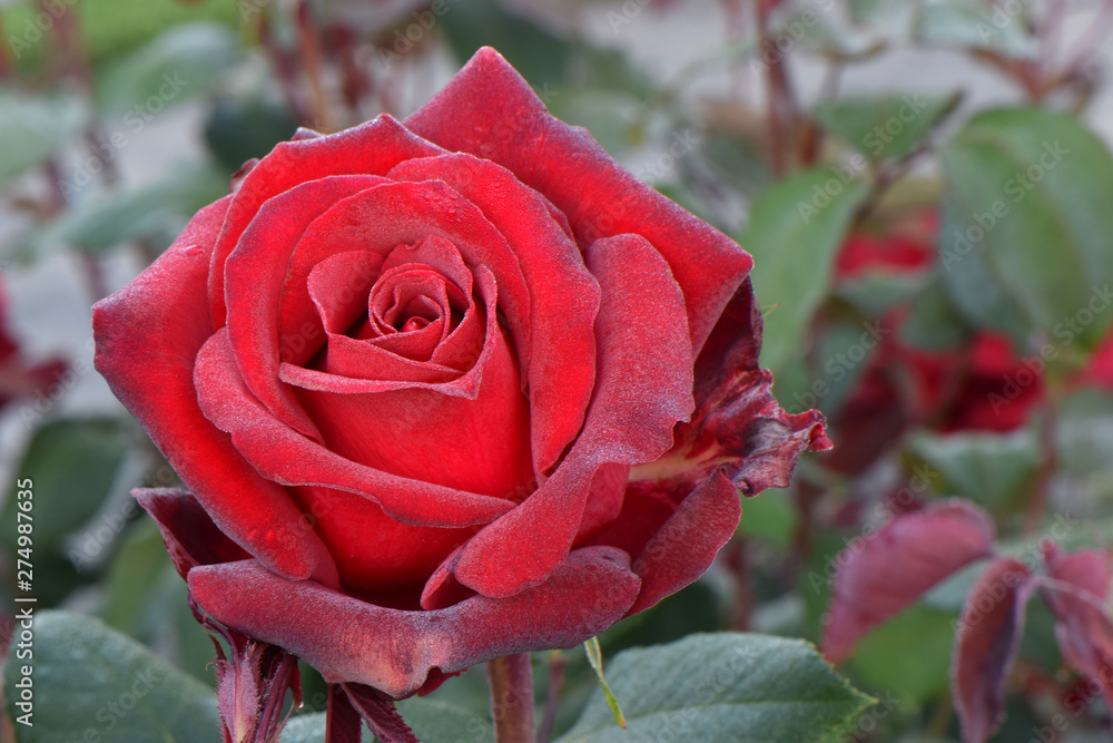 Cesar E Chavez Red Rose 03