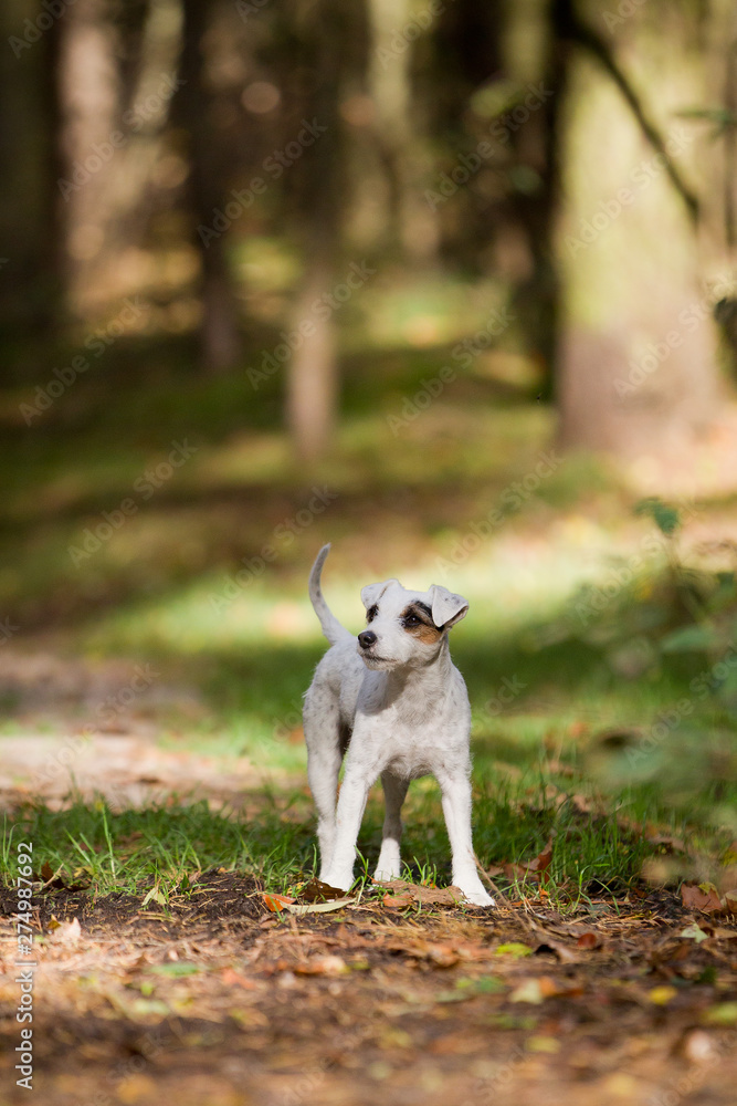 Parson Jack Russel Terrier im Herbst Parson Jack Russel Terrier im Herbst
