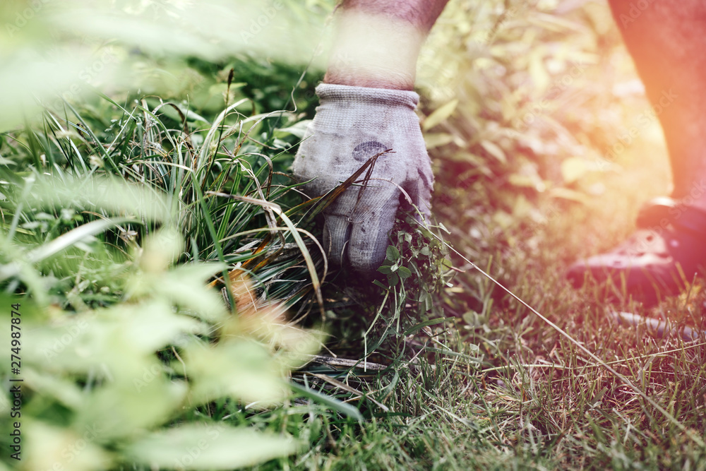 Plucking weeds in the garden. The man pulls weeds out of the garden ...