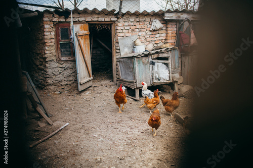  A brood of chickens walking on the poultry farm