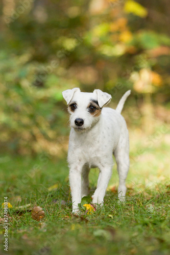 Parson Jack Russel Terrier im Herbst