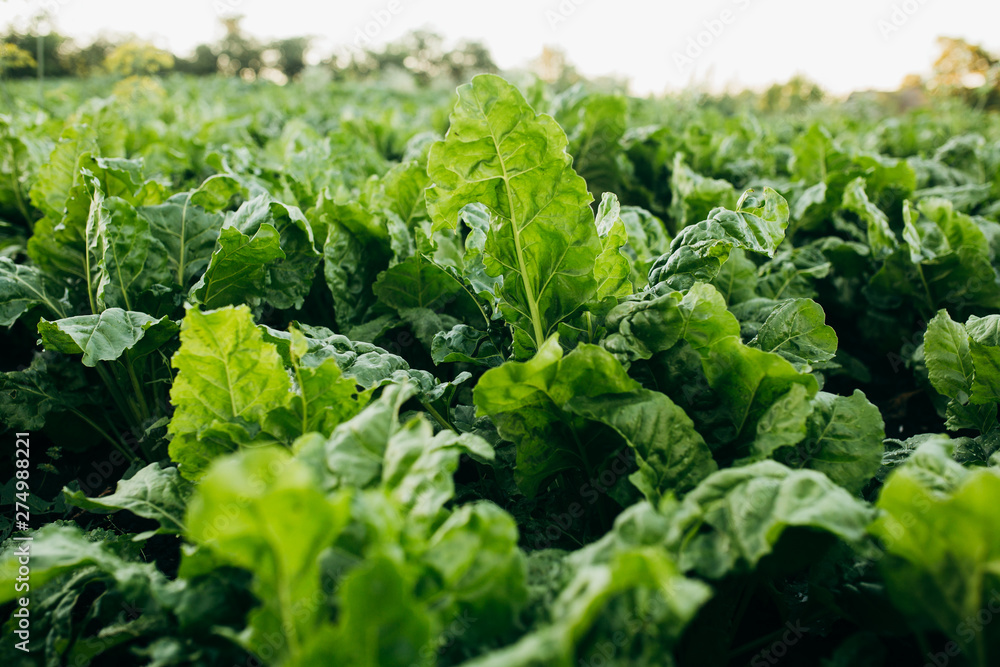 Lush green sugar beet leaves growing on the field Lush green sugar beet leaves growing on the field