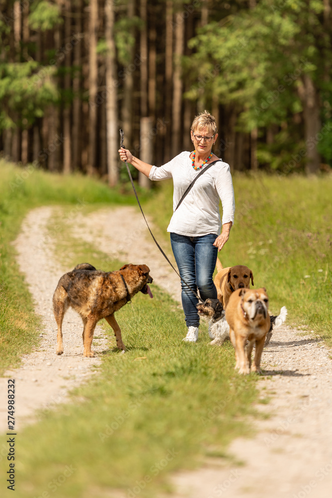Dog sitter is walking  with many dogs on a leash. Dog walker with different dog breeds in the beautiful nature