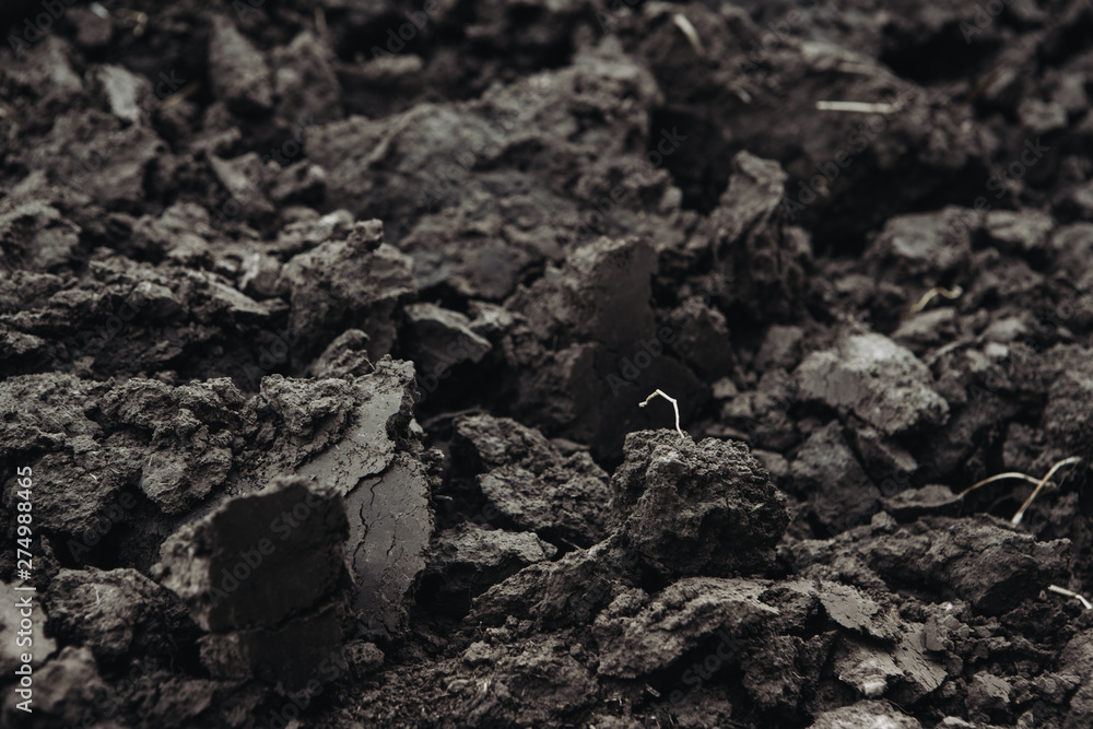 Rich in nutrients black soil ready for planting Rich in nutrients black soil ready for planting