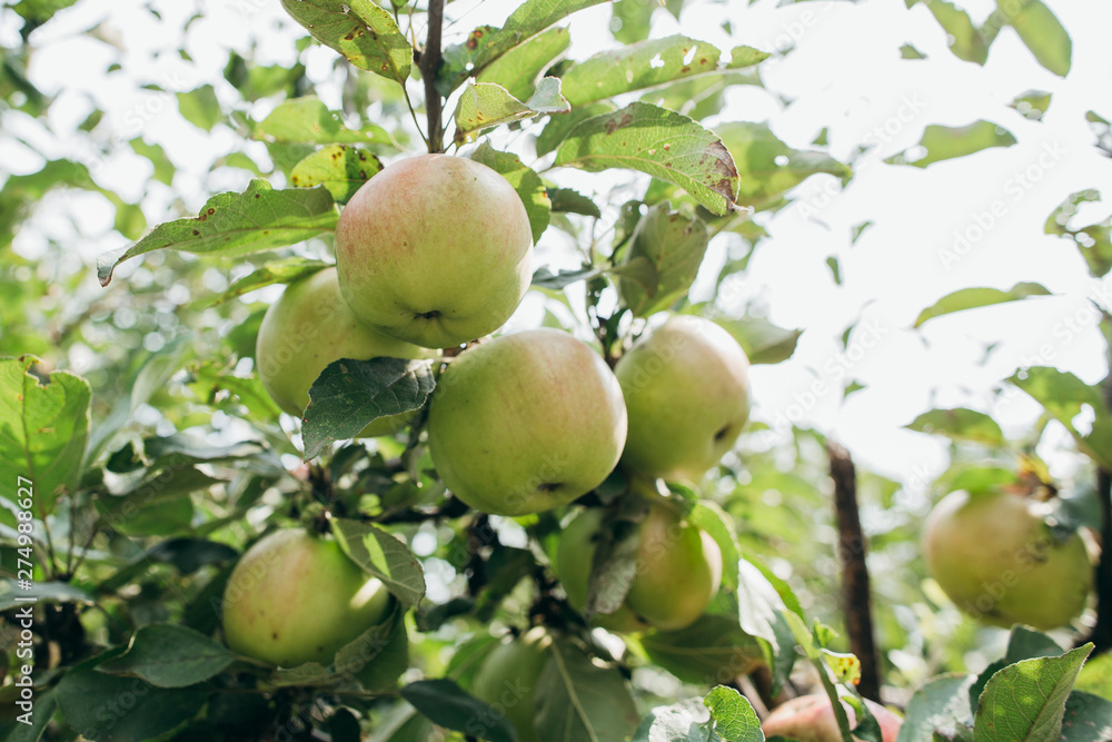 Green apples on a branch in the sunlight Green apples on a branch in the sunlight