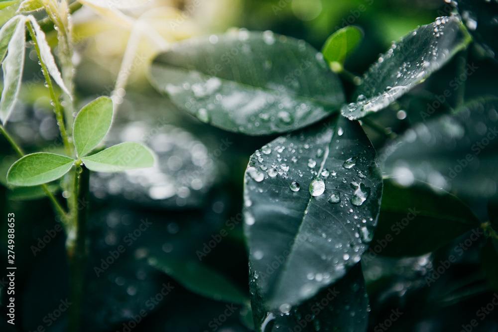 Raindrops on the green leaves. Macro photography Raindrops on the green leaves. Macro photography