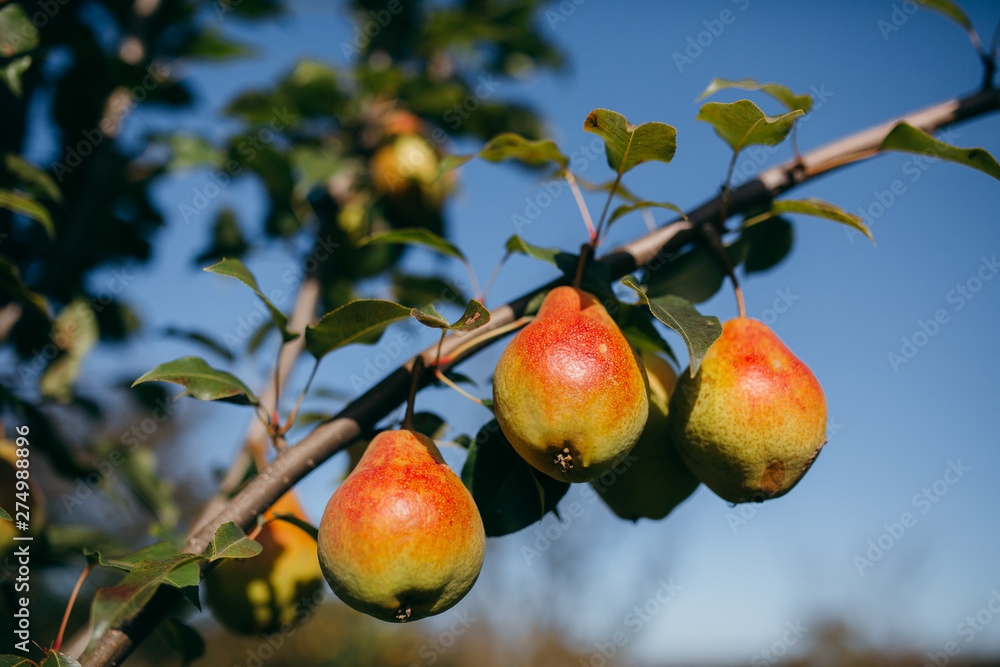 Obraz premium A branch with ripe pears catching the sunlight