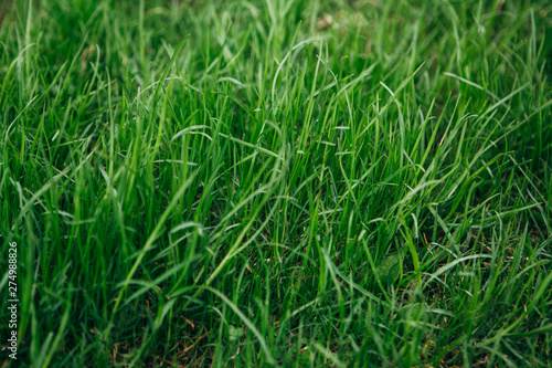 Bright green grass texture background