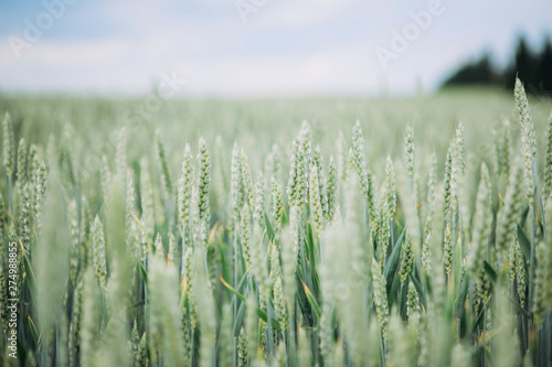 Green wheat in the field.Closeup