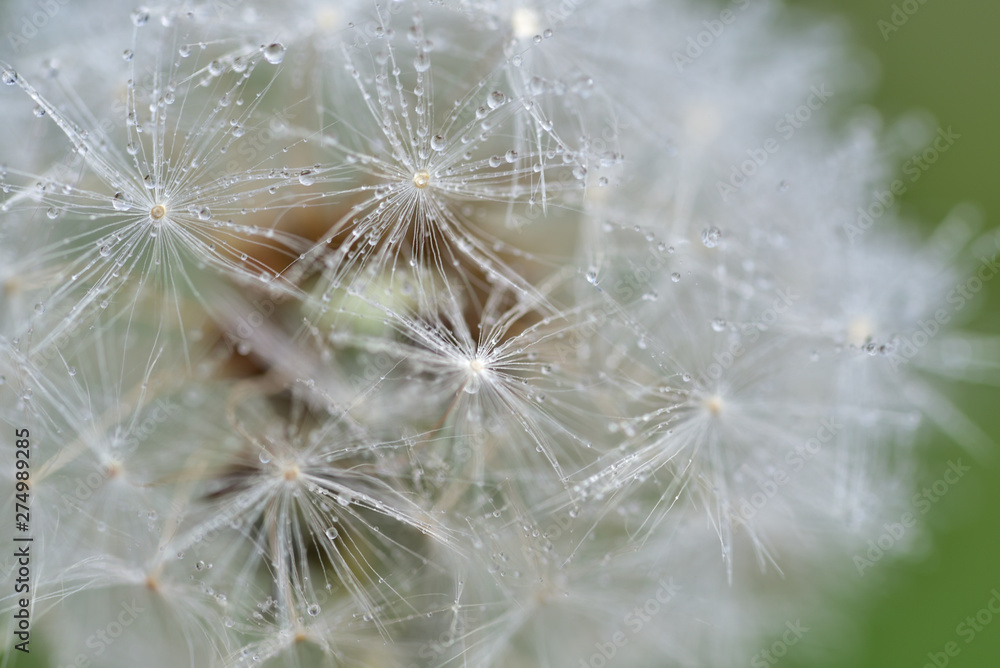 Fototapeta premium Nahaufnahme einer pusteblume mit wassertropfen im frühling