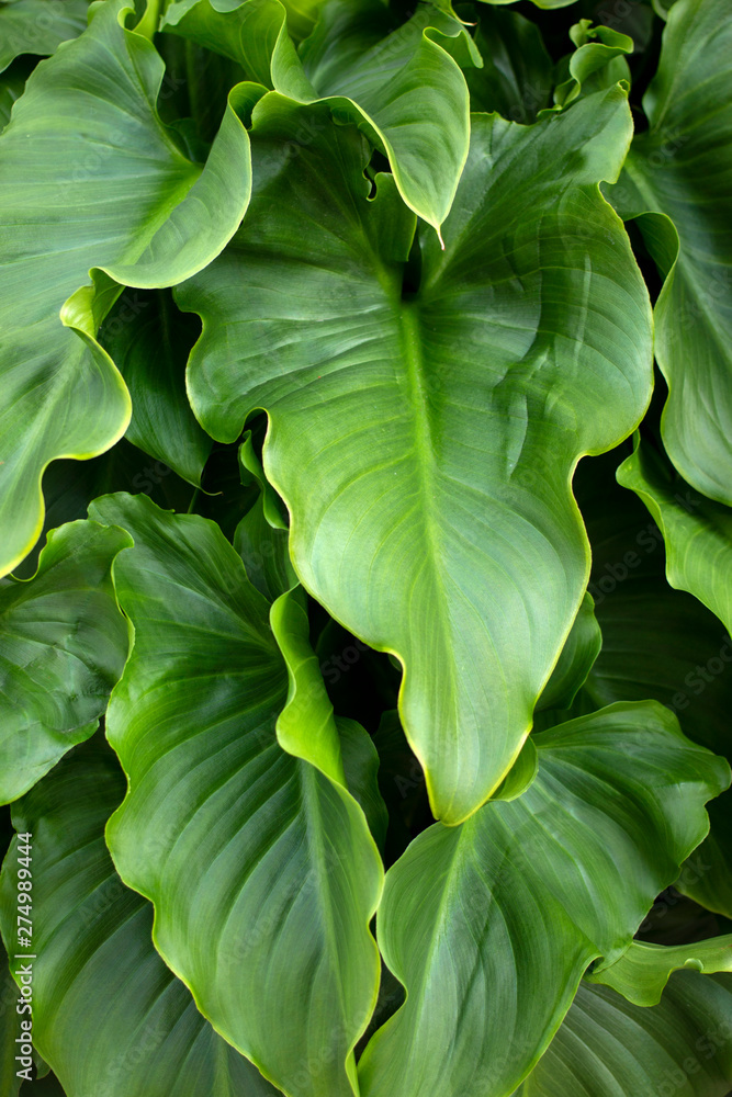 Calla lily deals leaf