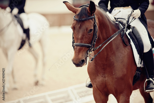 Portrait sports stallion in the double bridle. Dressage horse.