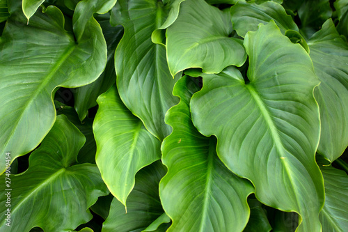 calla lily flower leaves