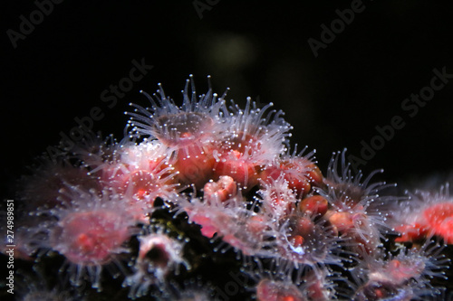 Corynactis californica anenome photo
