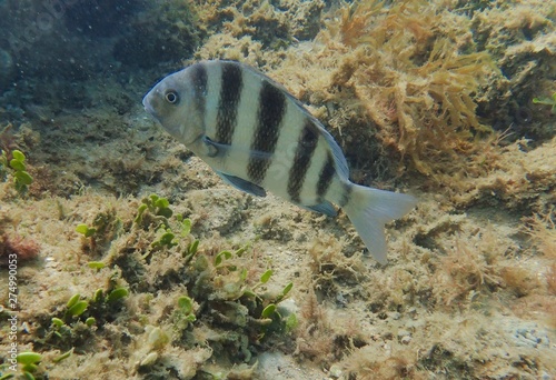A closeup of a Archosargus probatocephalus, the sheepshead, is a marine fish that has deep and compressed in body shape, with dark stripes on its sides over a gray background and sharp dorsal spines. 