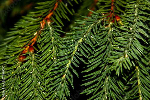 Water drops on the spruce needles fir