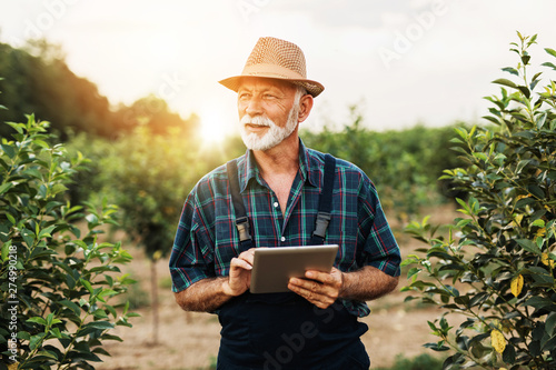 Fototapeta Sixty years old beard agronomist inspecting trees in orchard and using tablet computer