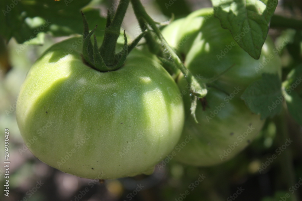 green tomatoes on vine