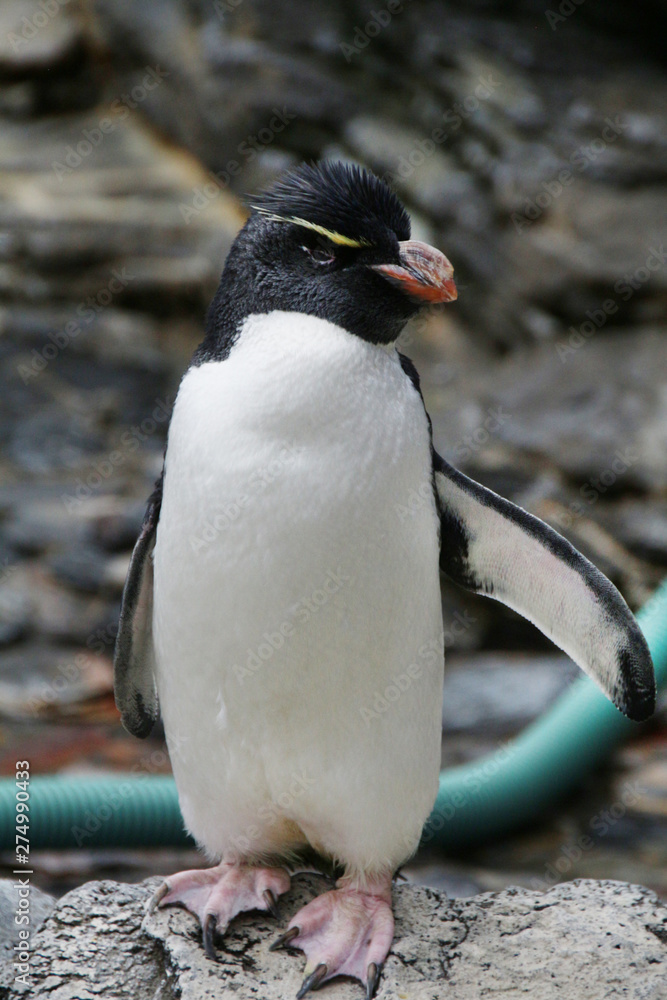 Obraz premium Crested penguin relaxing