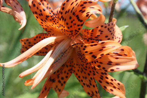 double tiger lily
