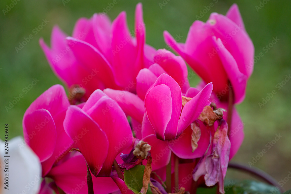 Obraz premium pink cyclamen flowers