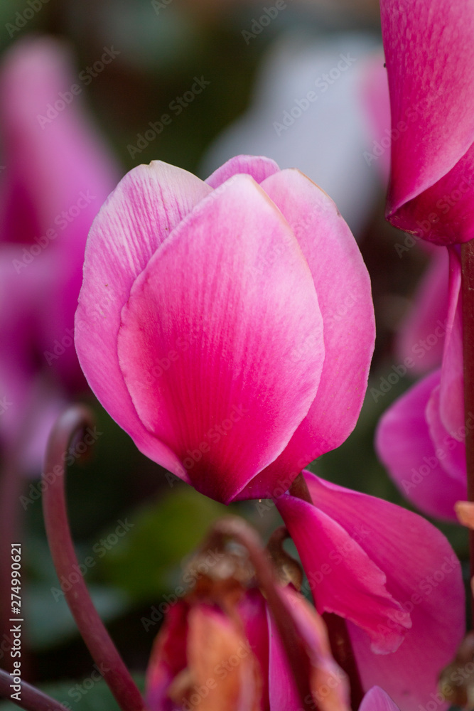 Obraz premium pink cyclamen flowers